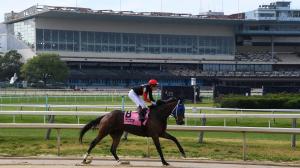 Americas Best Racing Sunday Selections, Noel Michaels handicapping, Aqueduct, Belmont at the Big A